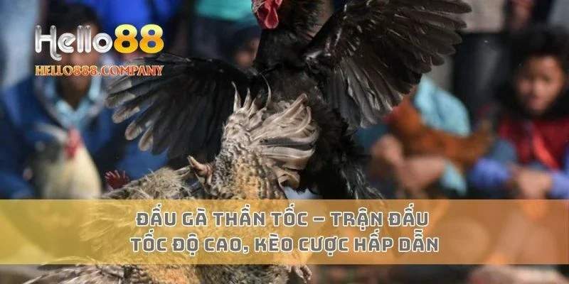 Đá gà thần tốc – Trận đấu tốc độ cao, kèo cược hấp dẫn