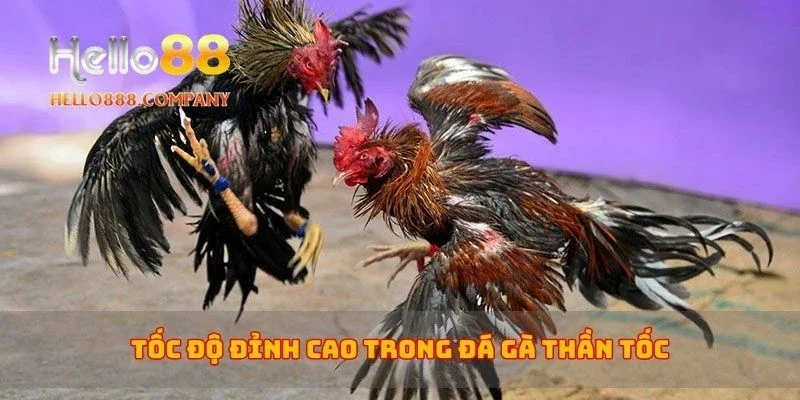 Tốc độ đỉnh cao trong đá gà thần tốc